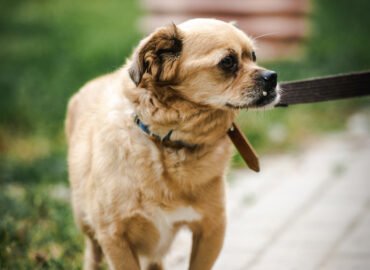 Kalytė ieško namų Linksmakalnyje – Marta