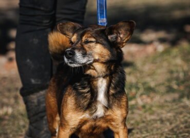 Dovanojamas šuo Linksmakalnyje – Martinis