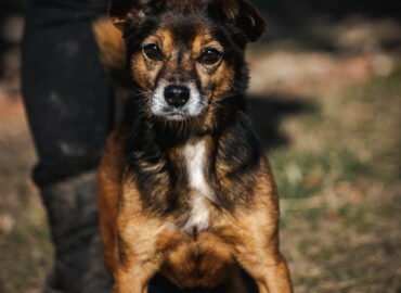 Dovanojamas šuo Linksmakalnyje – Martinis