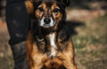 Dovanojamas šuo Linksmakalnyje – Martinis