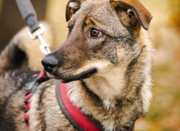 Šuo ieško namų Linksmakalnyje – Mažylis