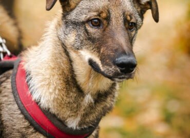 Šuo ieško namų Linksmakalnyje – Mažylis