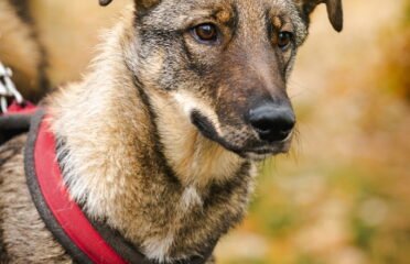 Šuo ieško namų Linksmakalnyje – Mažylis
