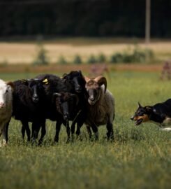 Avių ganymo treniruotės šunims