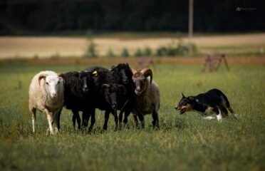 Avių ganymo treniruotės šunims