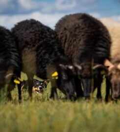 Avių ganymo treniruotės šunims
