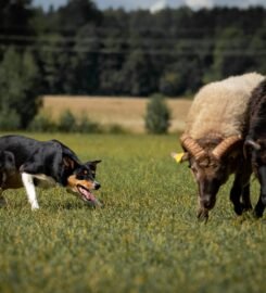 Avių ganymo treniruotės šunims