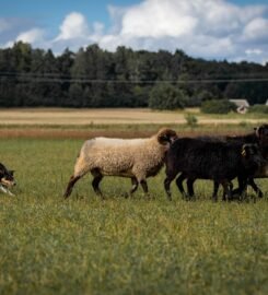 Avių ganymo treniruotės šunims