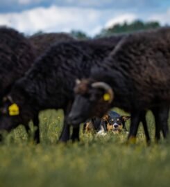 Avių ganymo treniruotės šunims