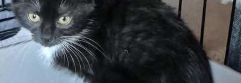 Dovanojama katė Mažeikiuose