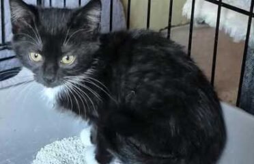 Dovanojama katė Mažeikiuose