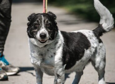 Šuo ieško namų Linksmakalnyje – Metas