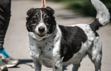 Šuo ieško namų Linksmakalnyje – Metas