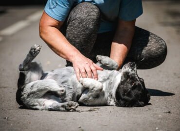 Šuo ieško namų Linksmakalnyje – Metas