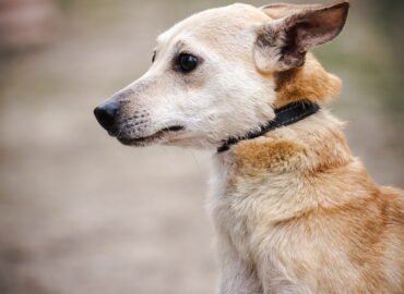 Dovanojamas šuo Linksmakalnyje – Milė