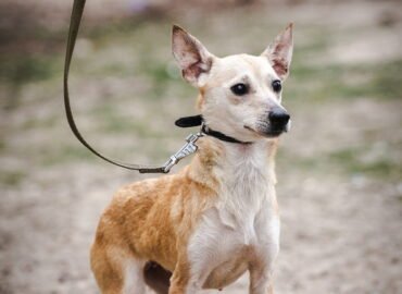 Dovanojamas šuo Linksmakalnyje – Milė