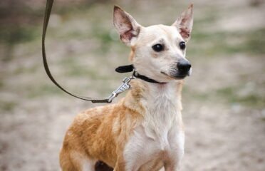 Dovanojamas šuo Linksmakalnyje – Milė