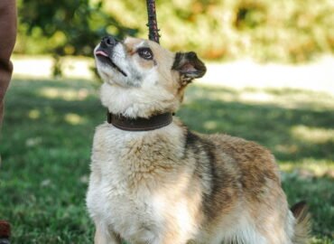 Dovanojamas šuo Linksmakalnyje – Mirta