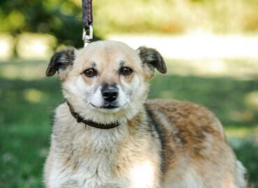 Dovanojamas šuo Linksmakalnyje – Mirta