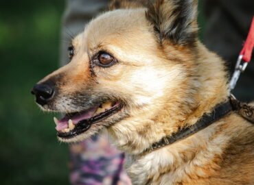 Dovanojamas šuo Linksmakalnyje – Mirta