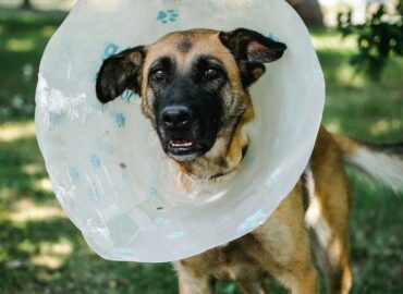 Kalytė ieško namų Linksmakalnyje – Moka