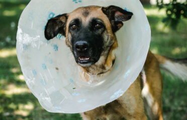 Kalytė ieško namų Linksmakalnyje – Moka