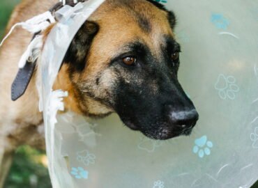 Kalytė ieško namų Linksmakalnyje – Moka