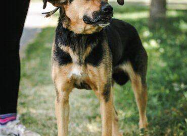 Kalytė ieško namų Linksmakalnyje – Montana