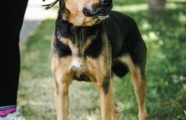 Kalytė ieško namų Linksmakalnyje – Montana