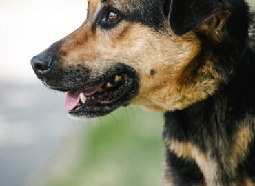 Kalytė ieško namų Linksmakalnyje – Montana