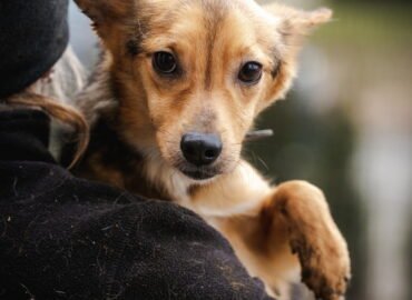 Dovanojamas šuo Linksmakalnyje – Montis