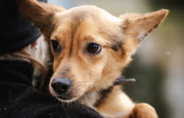 Dovanojamas šuo Linksmakalnyje – Montis