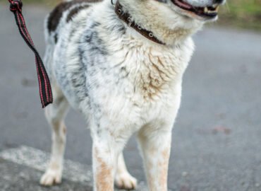 Šuo ieško namų Linksmakalnyje – Montis