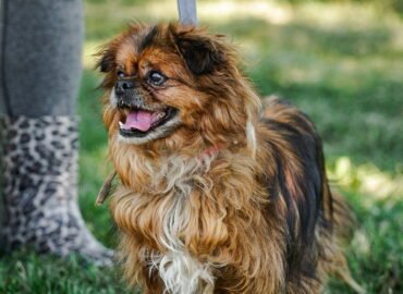 Dovanojamas šuo Linksmakalnyje – Musė