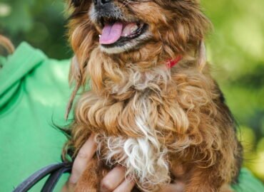 Dovanojamas šuo Linksmakalnyje – Musė