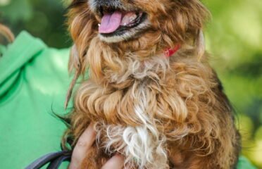 Dovanojamas šuo Linksmakalnyje – Musė