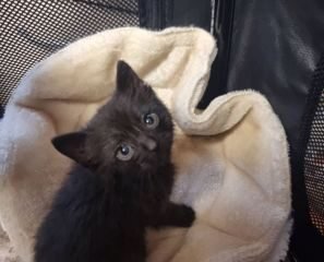 Dovanojama katė Mažeikiuose