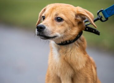 Šuo ieško namų Linksmakalnyje – Naska