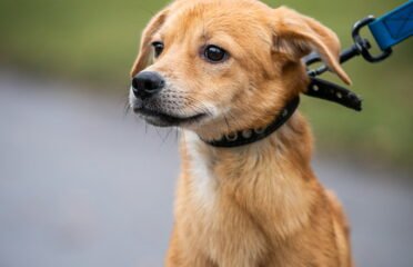 Šuo ieško namų Linksmakalnyje – Naska