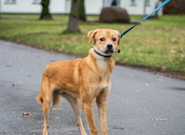 Šuo ieško namų Linksmakalnyje – Naska