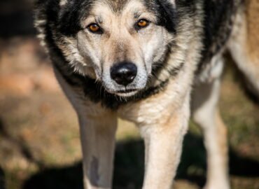 Dovanojamas šuo Linksmakalnyje – Nemo