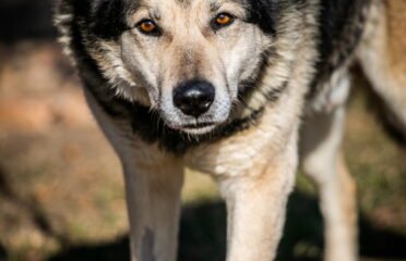 Dovanojamas šuo Linksmakalnyje – Nemo