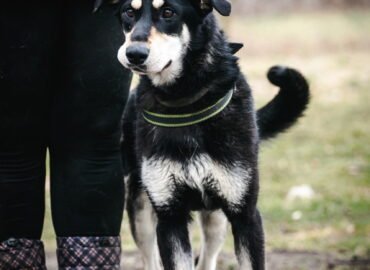 Kalytė ieško namų Linksmakalnyje – Nilla