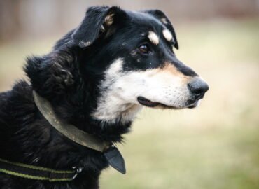 Kalytė ieško namų Linksmakalnyje – Nilla