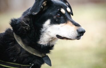 Kalytė ieško namų Linksmakalnyje – Nilla