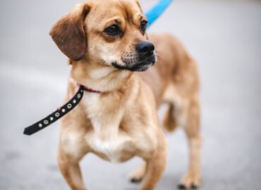 Šuo ieško namų Linksmakalnyje – Nulėpausis