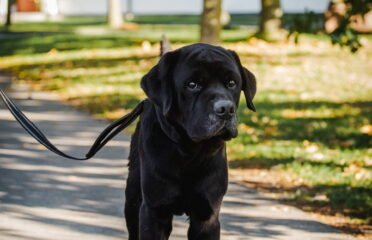 Šuo ieško namų Linksmakalnyje – Olwen