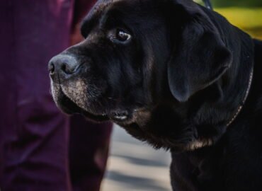 Šuo ieško namų Linksmakalnyje – Olwen