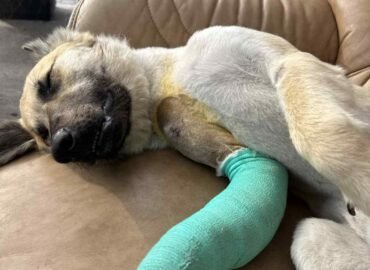 Reikalinga jūsų pagalba šiam šuniukui