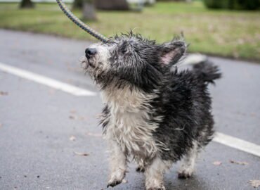 Šuo ieško namų Linksmakalnyje – Pankas